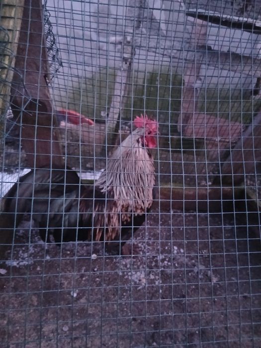 De vanzare cocosi pitic