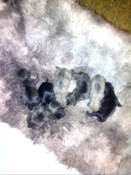 Продаю щенков французский бульдог бронируйте через месяц готовы будут