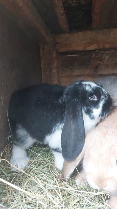 Vand toți ieprui 6 buc Berbec German