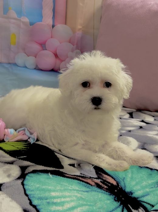 Пудел мини Малтипу – мъжко и женско