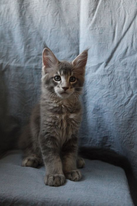 Продается Мальчик Мейн-кун