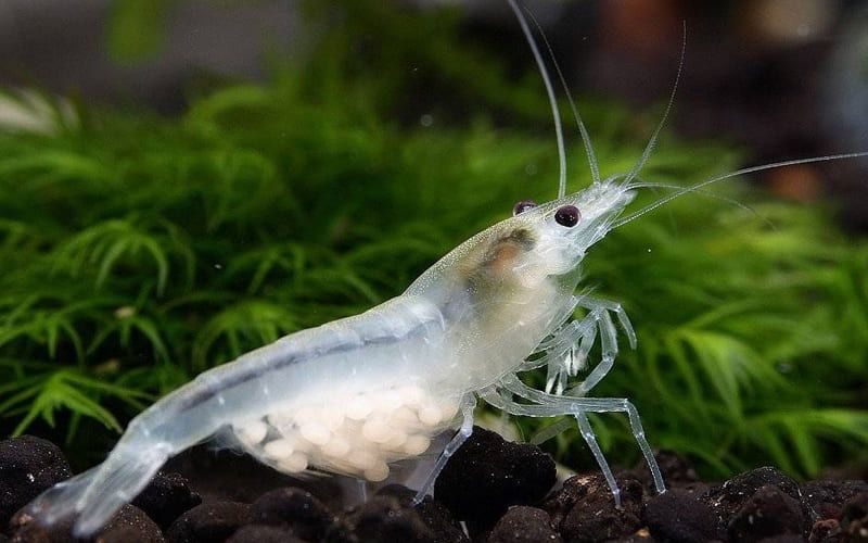 Аквариумные криветки