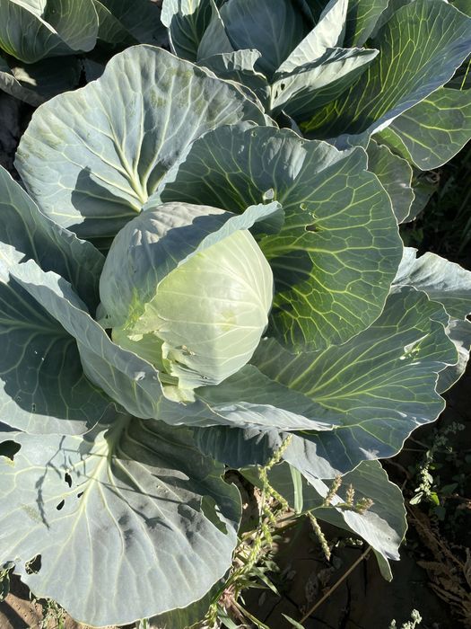 Капуста сорт галанка