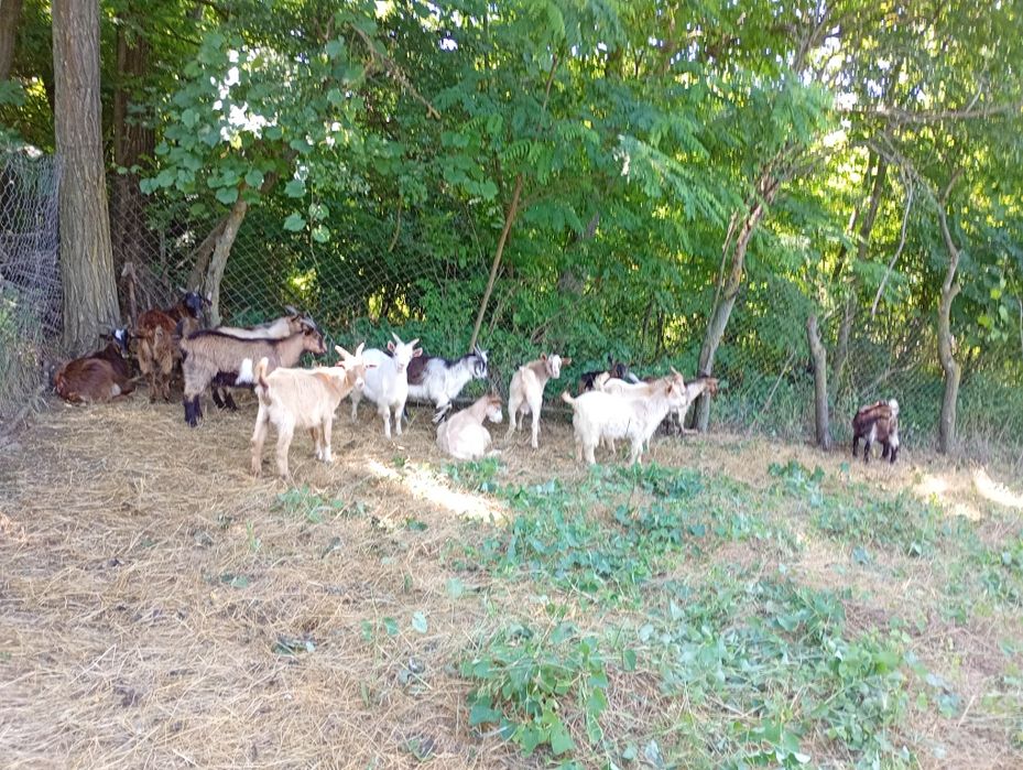 Vand iezi urgent!!
