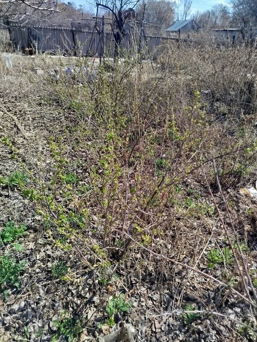 Дача 15соток вост.правый