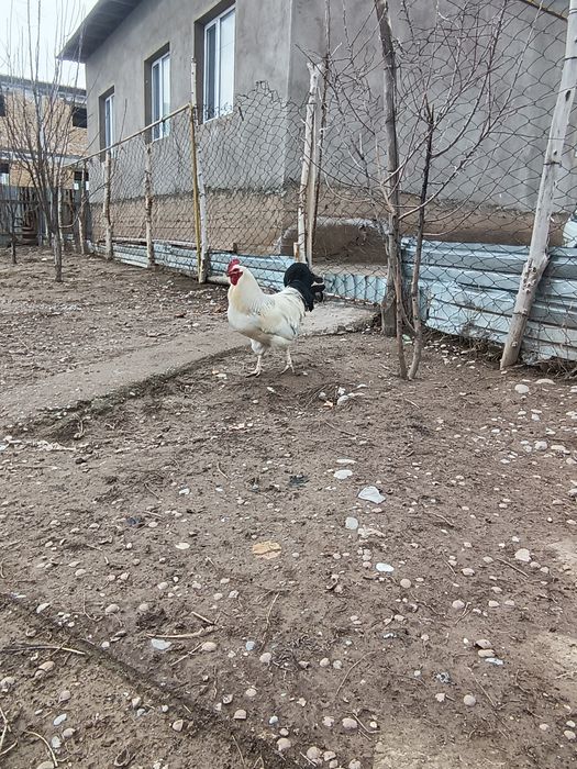 Адлер үлкен қораз