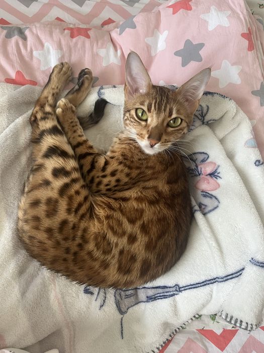 Ищем кота для бенгальской кошки