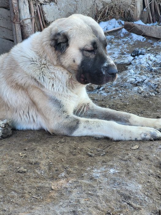 Тәуір Алабай ит сатылады.