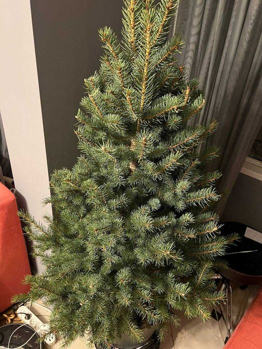 жива елха в саксия (синя ела / живо дърво)