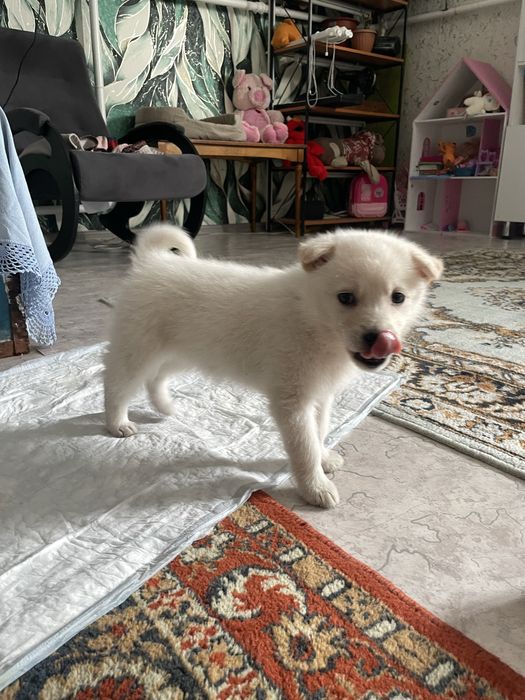 отдам даром крупный щенок