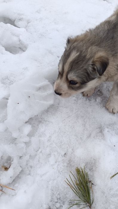 Отдам щенков дворняжки