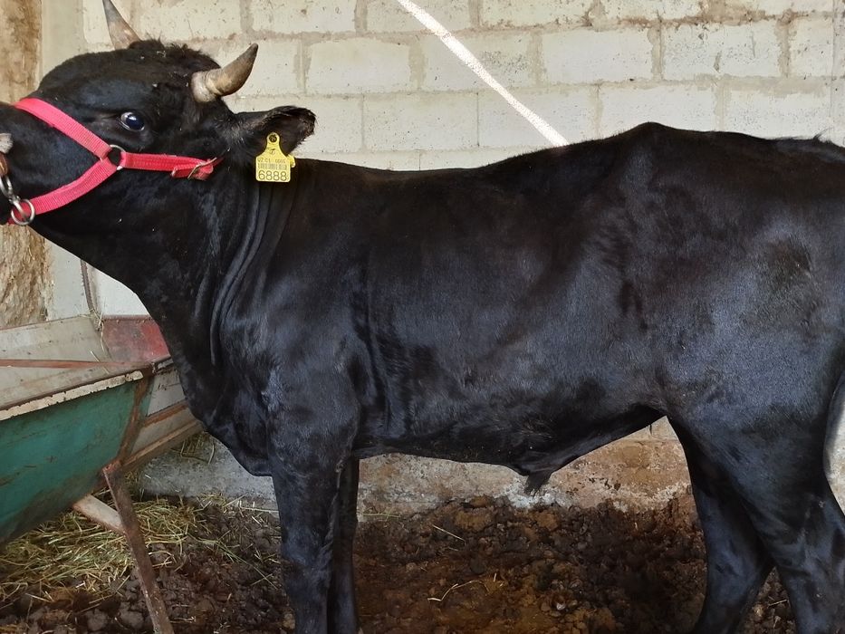 Buqqa sotiladi. Yem yegan katta mol. Narxi yana kelishiladi