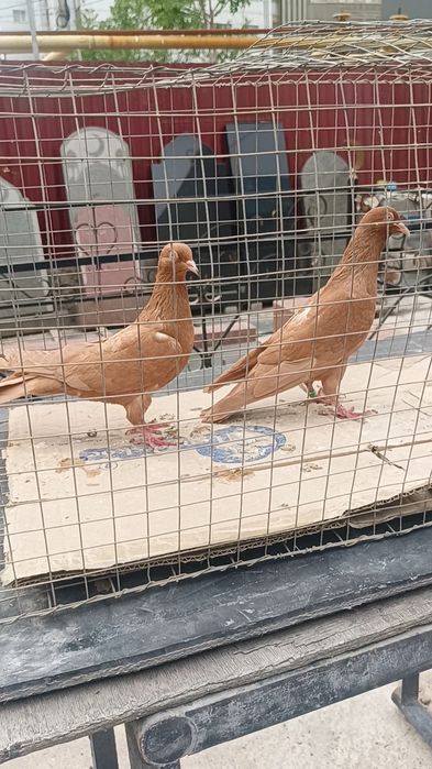 Голуби голоногие