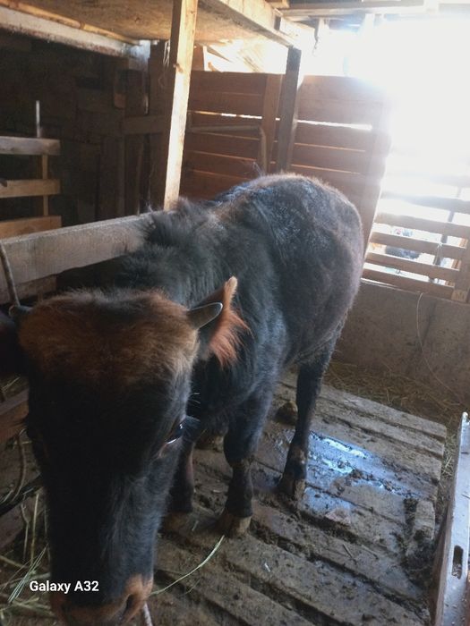 10 айлық таналар