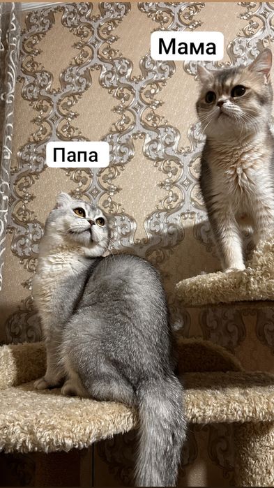 Продается котенок мальчик Скотиш фолд 1.5 месяца