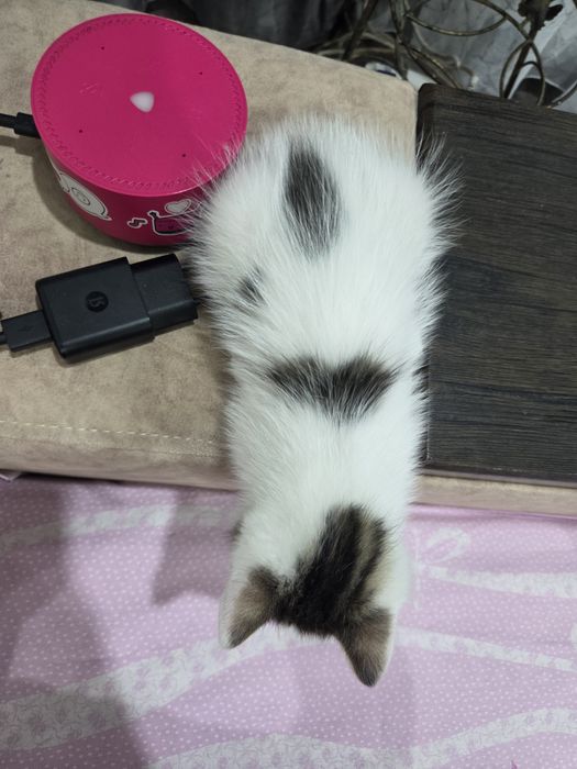 Отдам котика в добрые руки