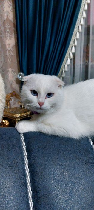 Ажойиб ва соглом мушукчалар сотилади. Жуда уйноки ва мехрибон