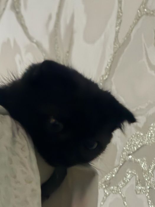 Кошка Домашная..