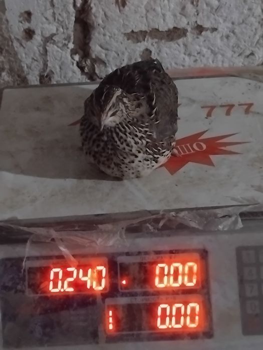 Bedanachilik Samarqand