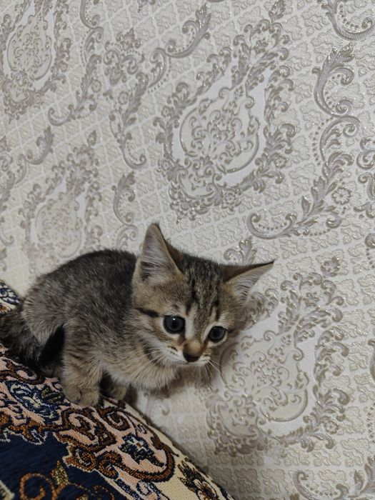 Отдам котенка в хорошие руки