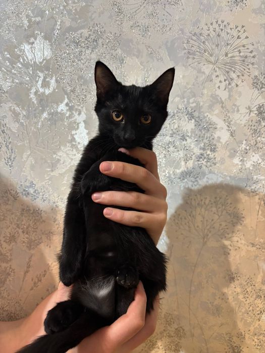 Котята бесплатно