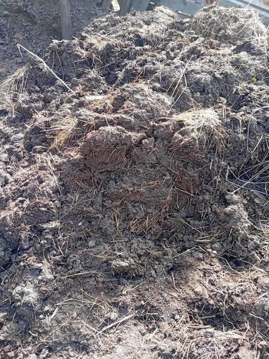 Бесплатно одам навоз Павлодаре