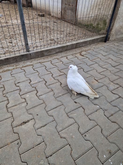 Porumbei urias maghiari voiajori stil vechi ,indian