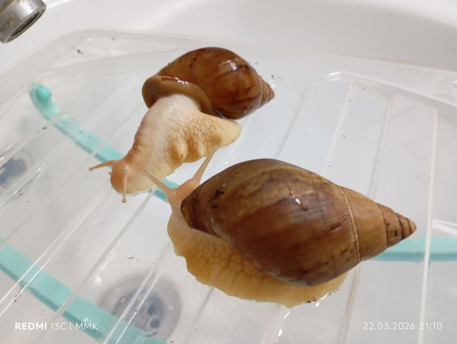 Продам улиток ахатина 5 шт.