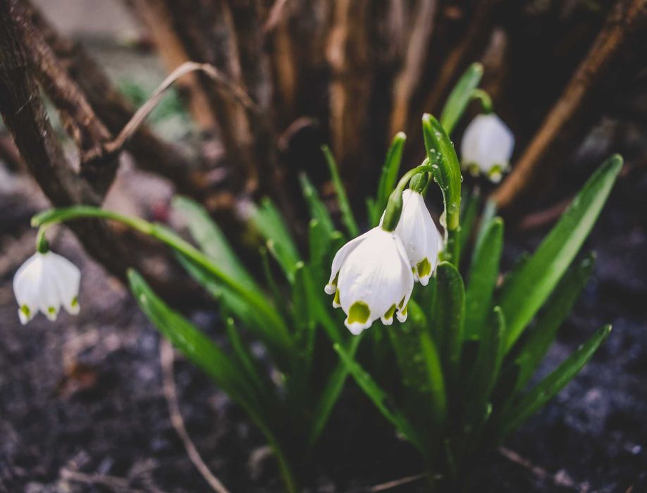 Obiectiv manual  TTartisan 17 mm f1.4  montura mft impecabil ca nou