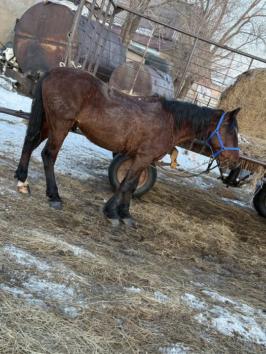 Продам жерпбца иноходец