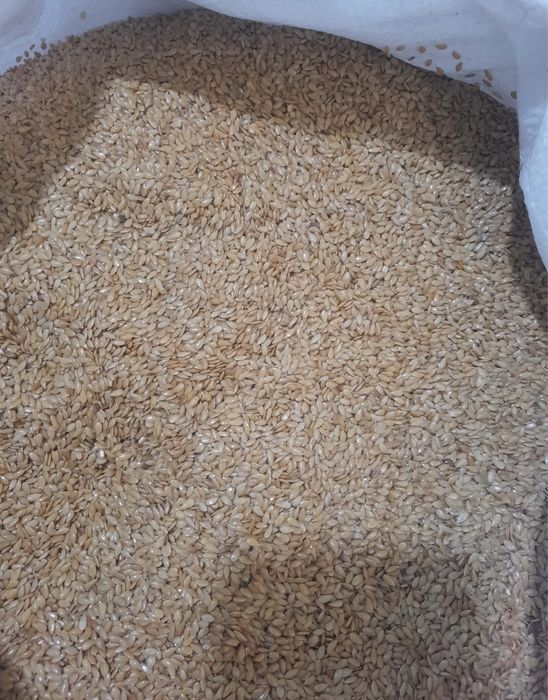 Chia, xelba, zigir, OPTOM