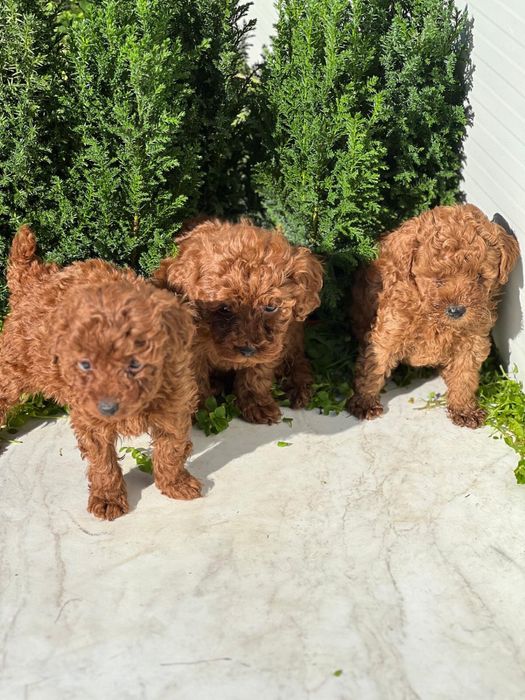 Пудел Той/Poodle Toy