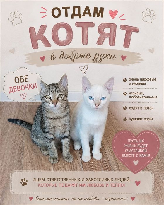 Отдаю котят в добрые руки