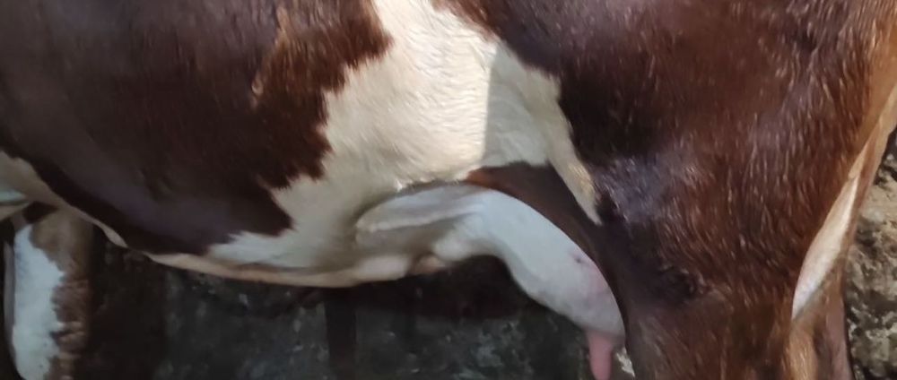 Продам молочную корову