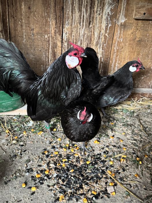 Bantam negru gainuse pitice