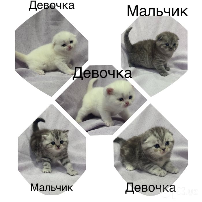 Готовятся  на продажу котята Шотландской породы