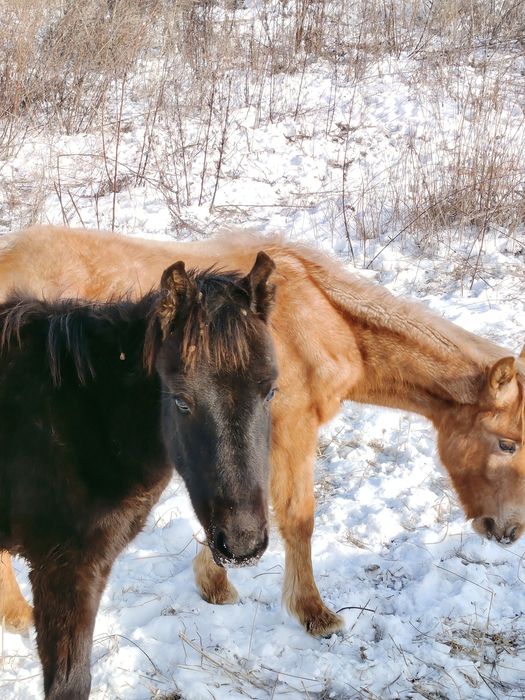 Жабағылар сатылады