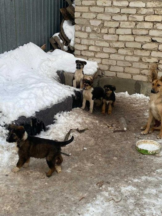 отдам щенков в добрые руки