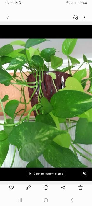 Продам комнатные цветы