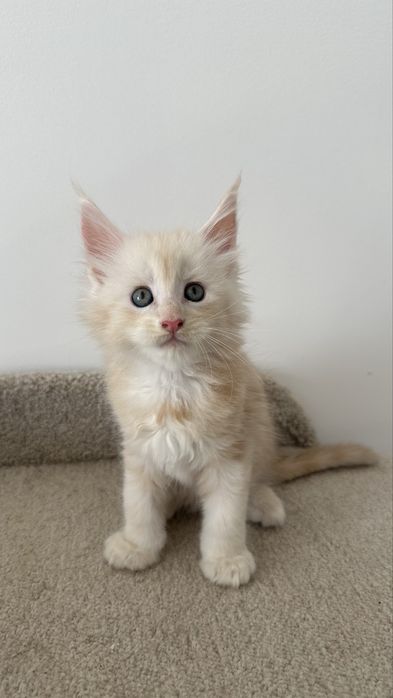 Питомник:Котят:Породы:Мейн-Кун