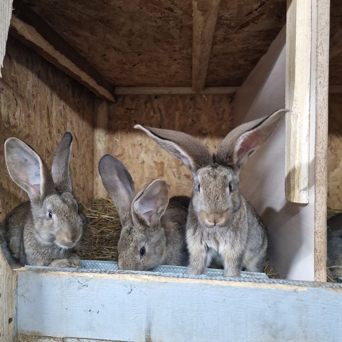 Pui urias german gri