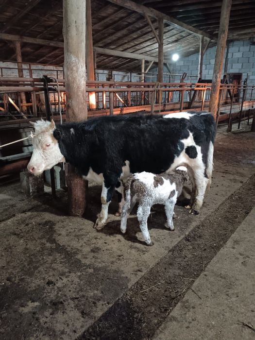 Сиырлар бұзауымен сатылады !!!