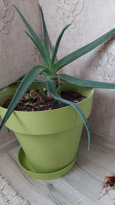 Цветы в горшке,  разные от 5000тг,  алое вера