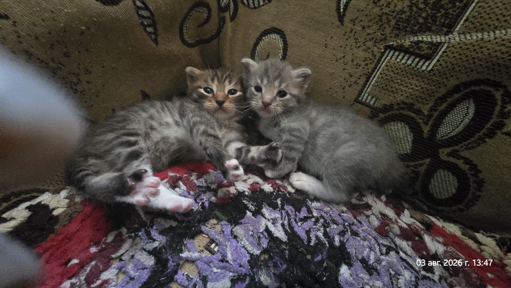 Отдам котят - 2 девочки, 1 мальчик