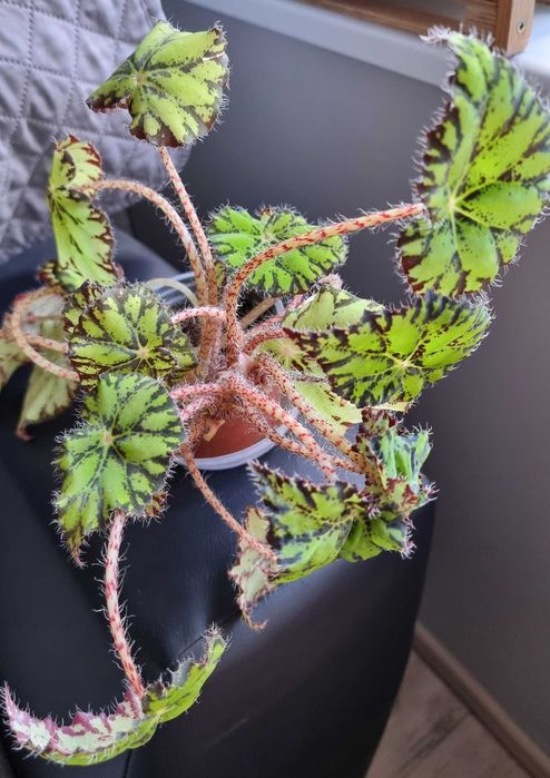 Стайни цветя - Стапелия, Африканска теменужка, Мамилария, Алое