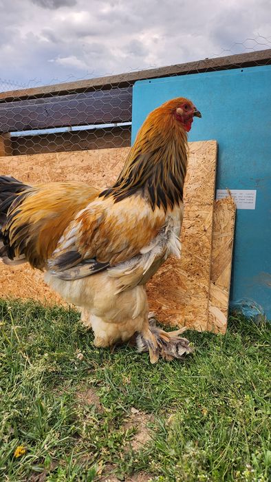 Cocoș Brahma vârstă de 6 luni