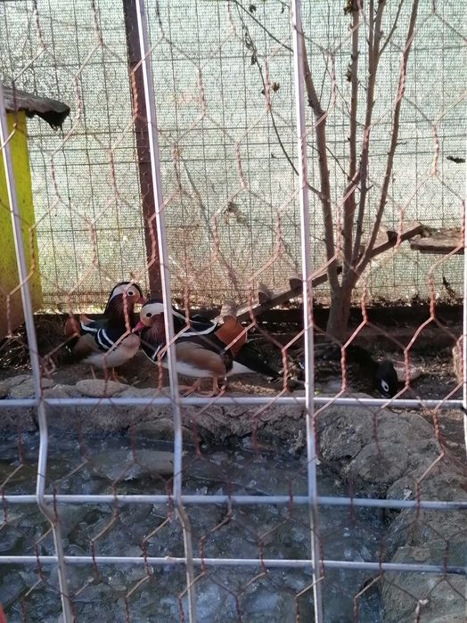 Vând rățoi mandarin