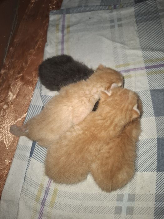 Котята в человеческие руки