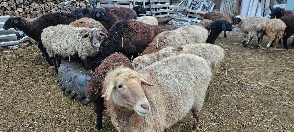 Продам овец 200 голов