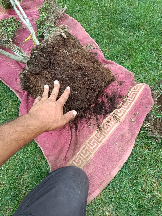 bog'bon sadovnik xizmati agranom 12-yillik